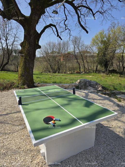 Outdoor-Tischtennisplatte unter einem Baum im Garten, bereit für sportliche Aktivitäten im Freien.