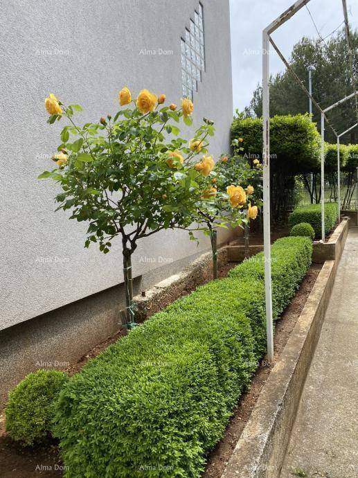 Seitlicher Gartenbereich mit gelben Rosensträuchern und gepflegten Hecken entlang der Hauswand.