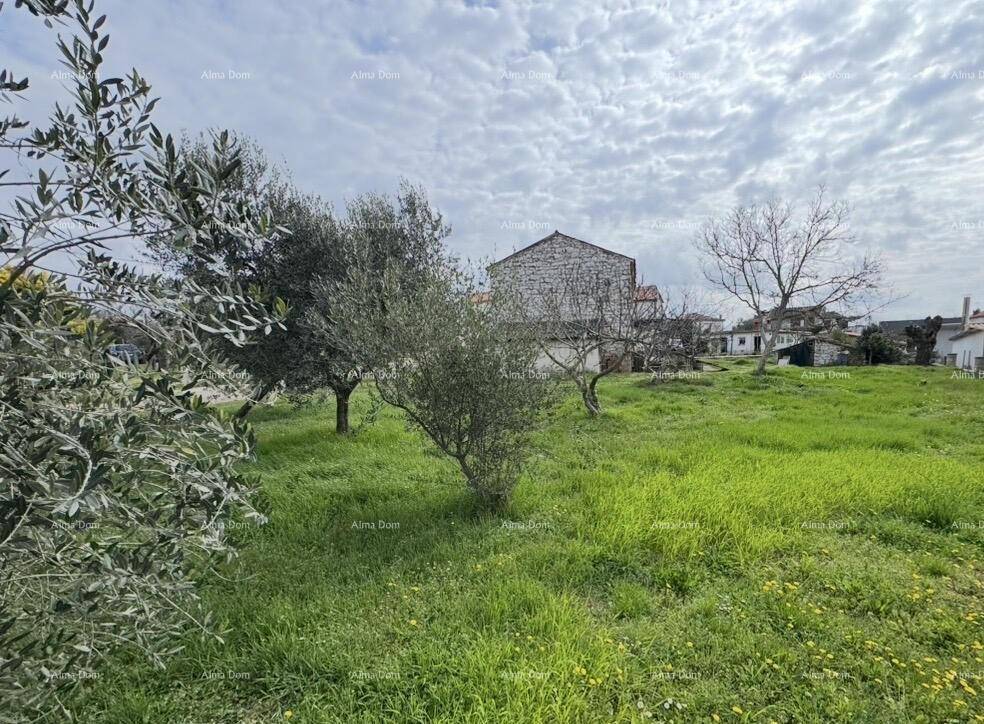 Ländliche Szene mit Olivenbäumen im Vordergrund und einem traditionellen Steinhaus im Hintergrund.
