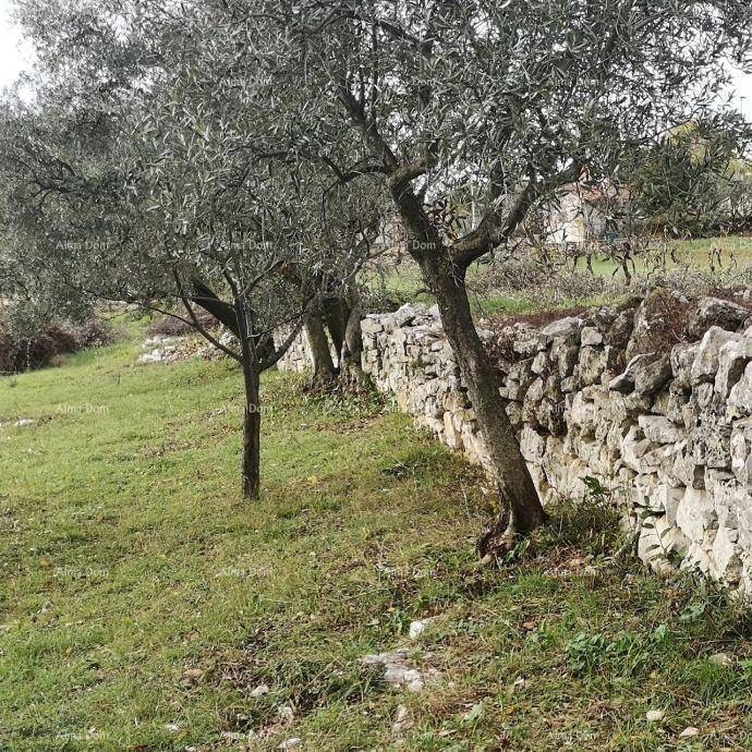 Alte Olivenbäume säumen eine traditionelle Trockenmauer aus Stein in einer ländlichen Umgebung.