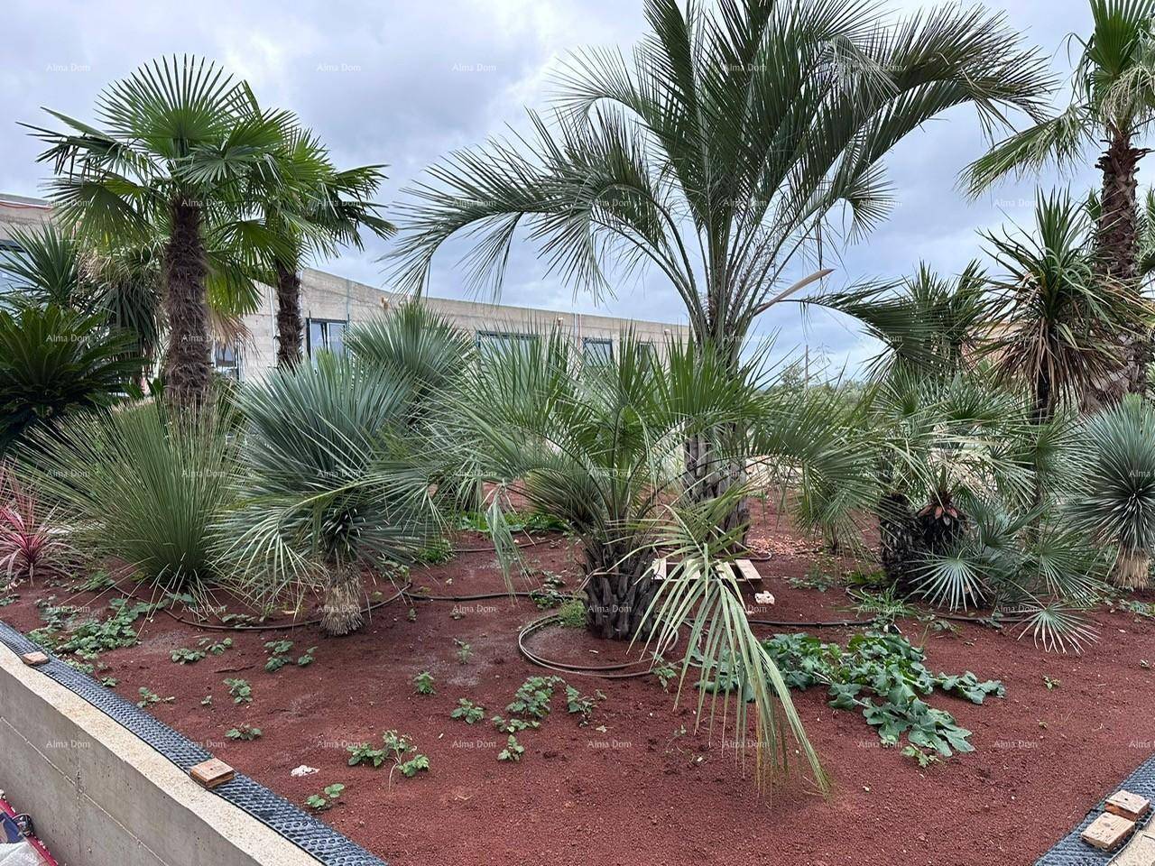 Angelegter Gartenbereich mit verschiedenen Palmen und Sträuchern vor der Gebäudefassade.
