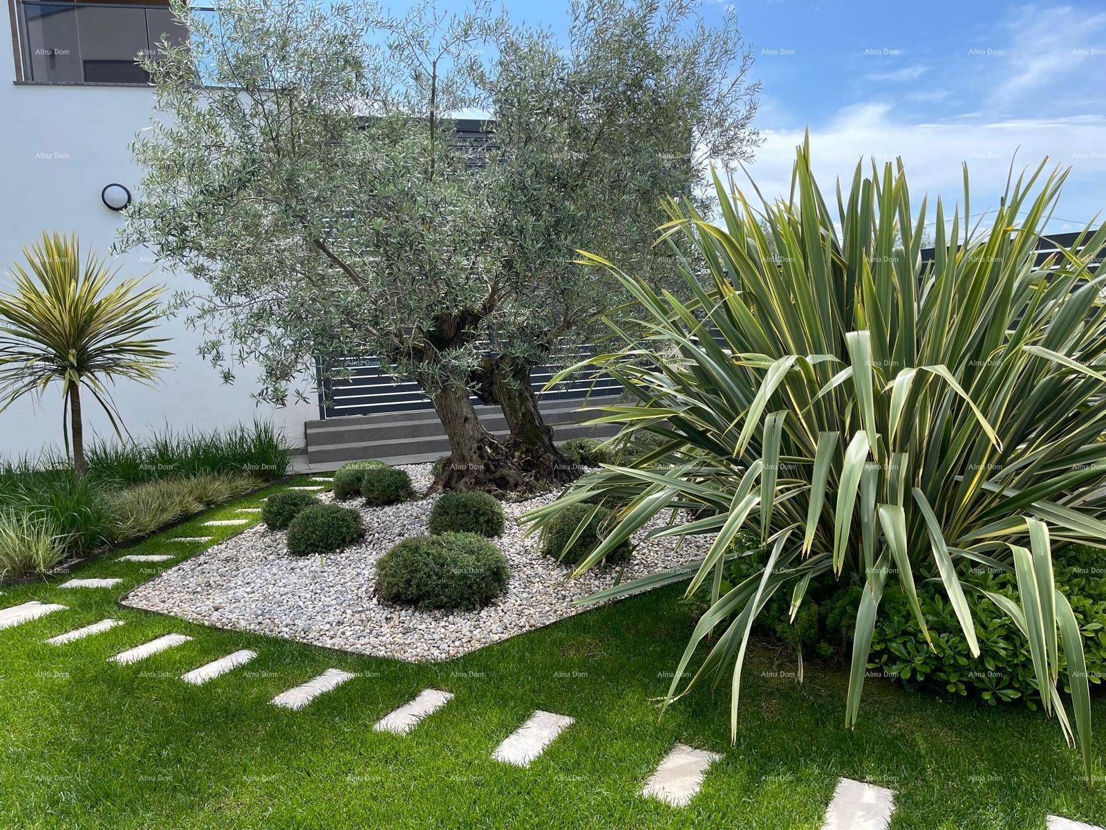 Mediterraner Garten mit altem Olivenbaum, Ziersträuchern und Trittsteinen im Rasen.