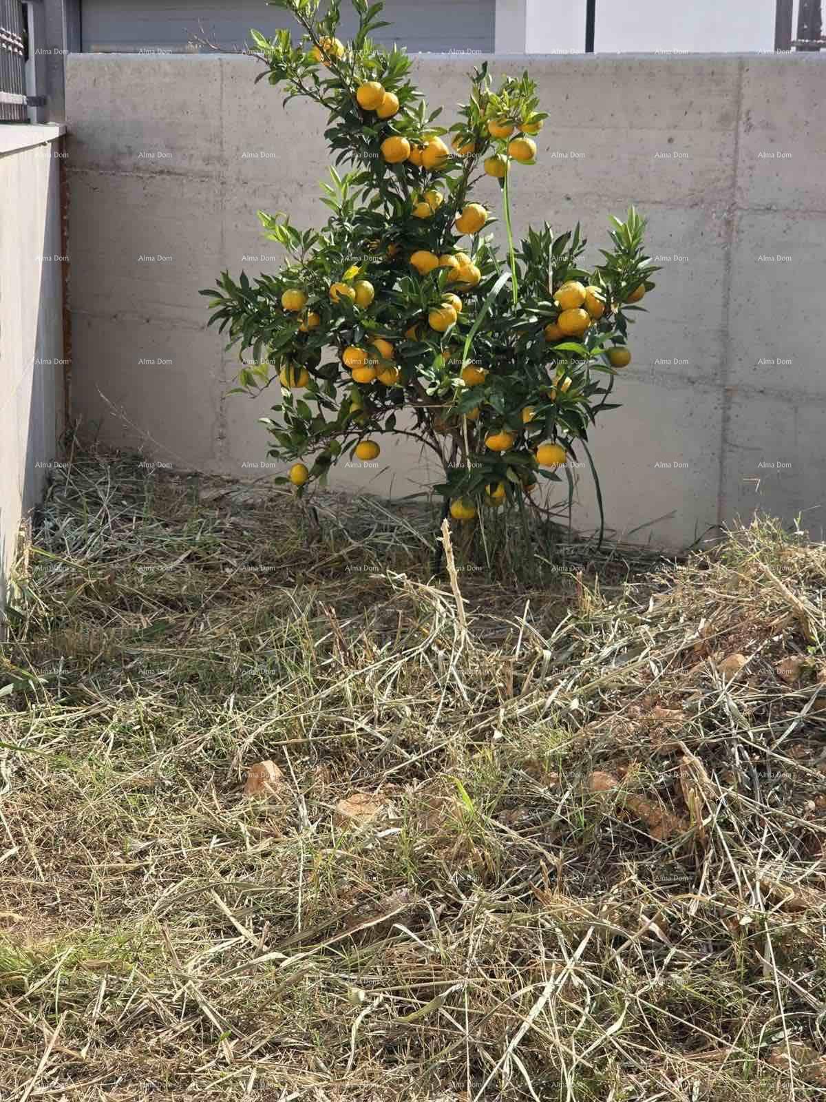 Kleiner Gartenbereich mit einem jungen Zitrusbaum und einer Betonmauer im Hintergrund.