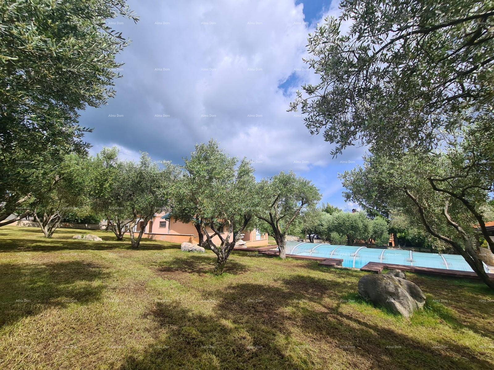 Gepflegter Gartenbereich mit zahlreichen Olivenbäumen und Rasenfläche, im Hintergrund der Pool.