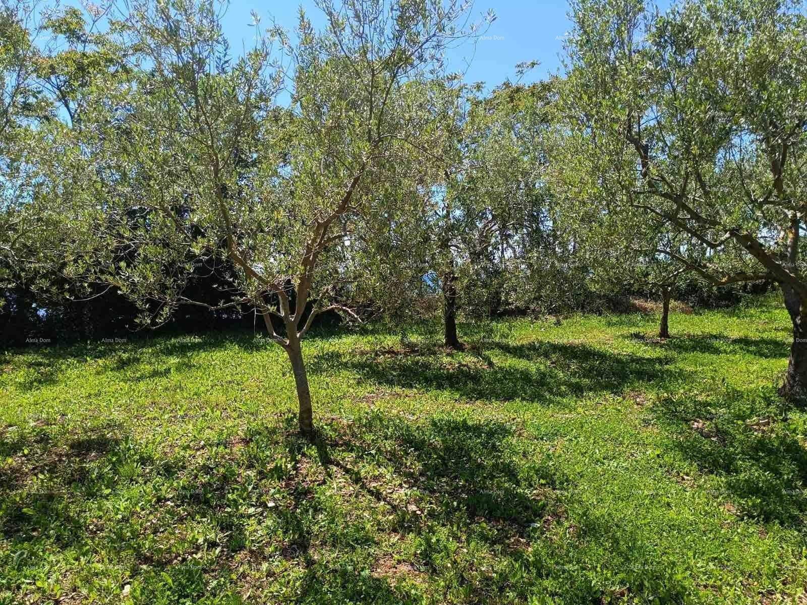 Olivenbäume auf einer sonnigen, grünen Wiese, die Schatten spenden und eine ruhige Atmosphäre schaffen.