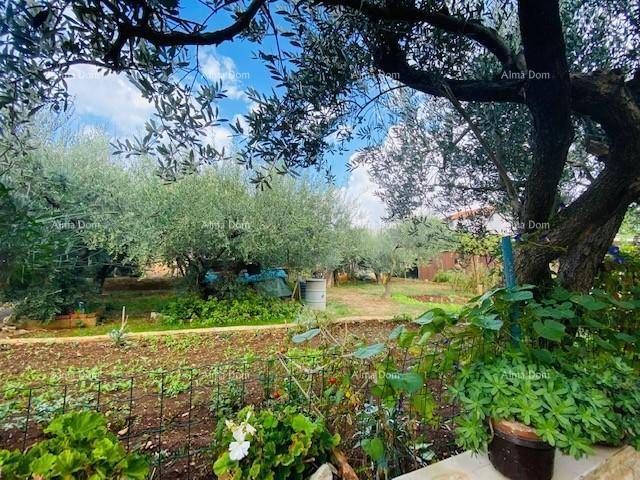 Gepflegter Gartenbereich mit Olivenbäumen und verschiedenen Pflanzen, ideal für den Anbau.