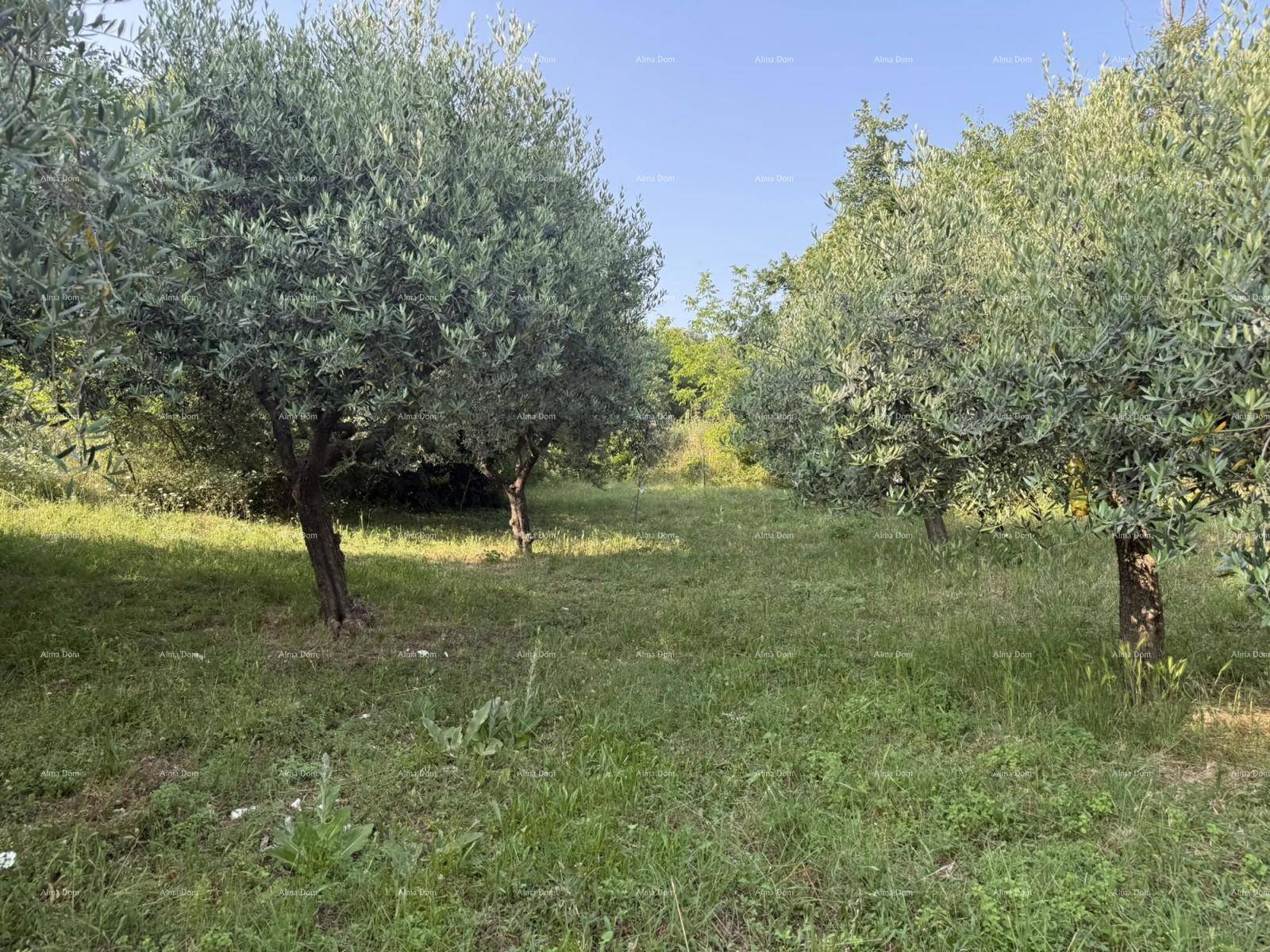 Olivenhain mit mehreren Bäumen und Grasboden in sonniger Landschaft.