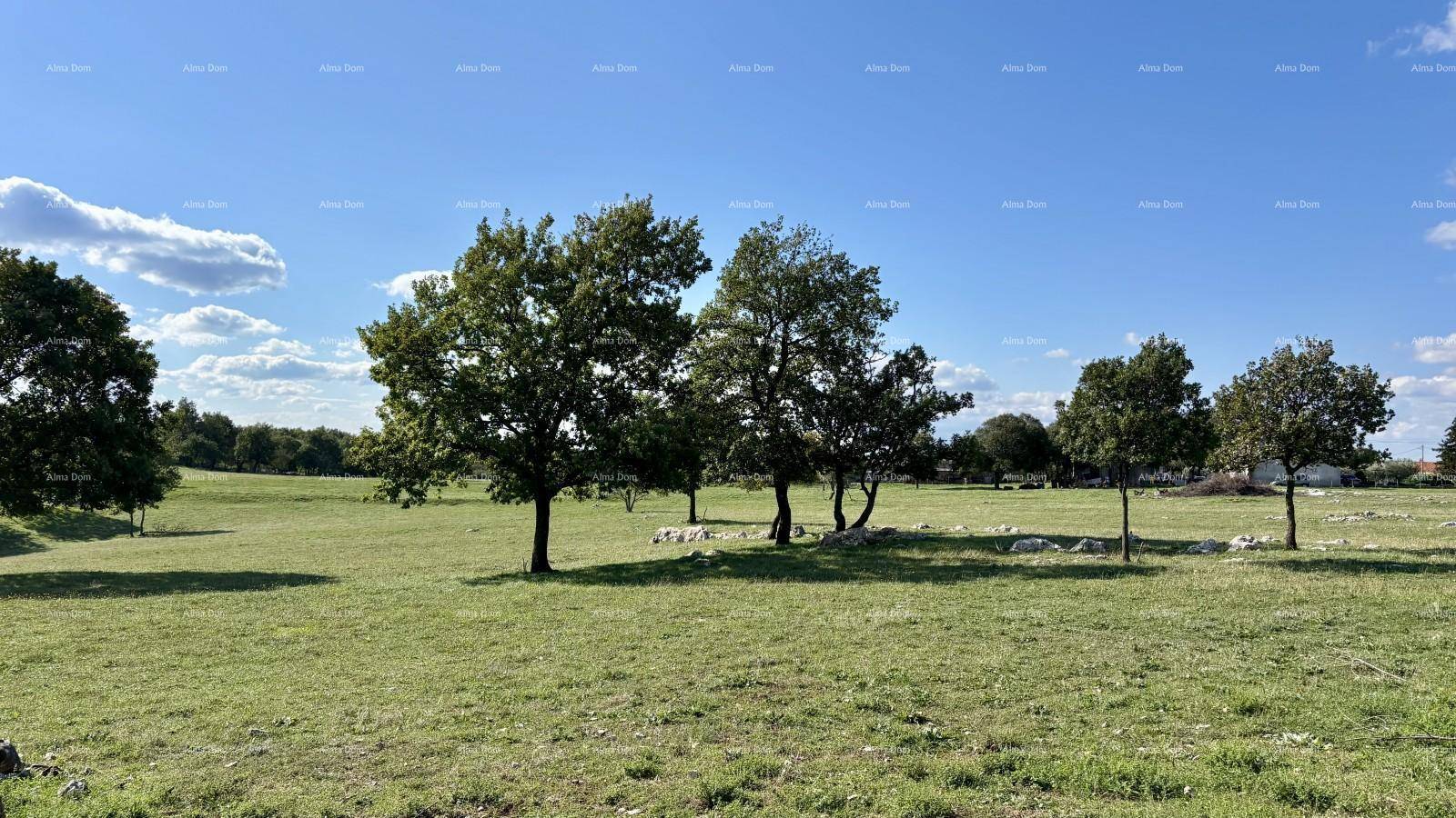 Weitläufige grüne Wiese mit verstreuten Bäumen unter einem strahlend blauen Himmel mit Wolken.