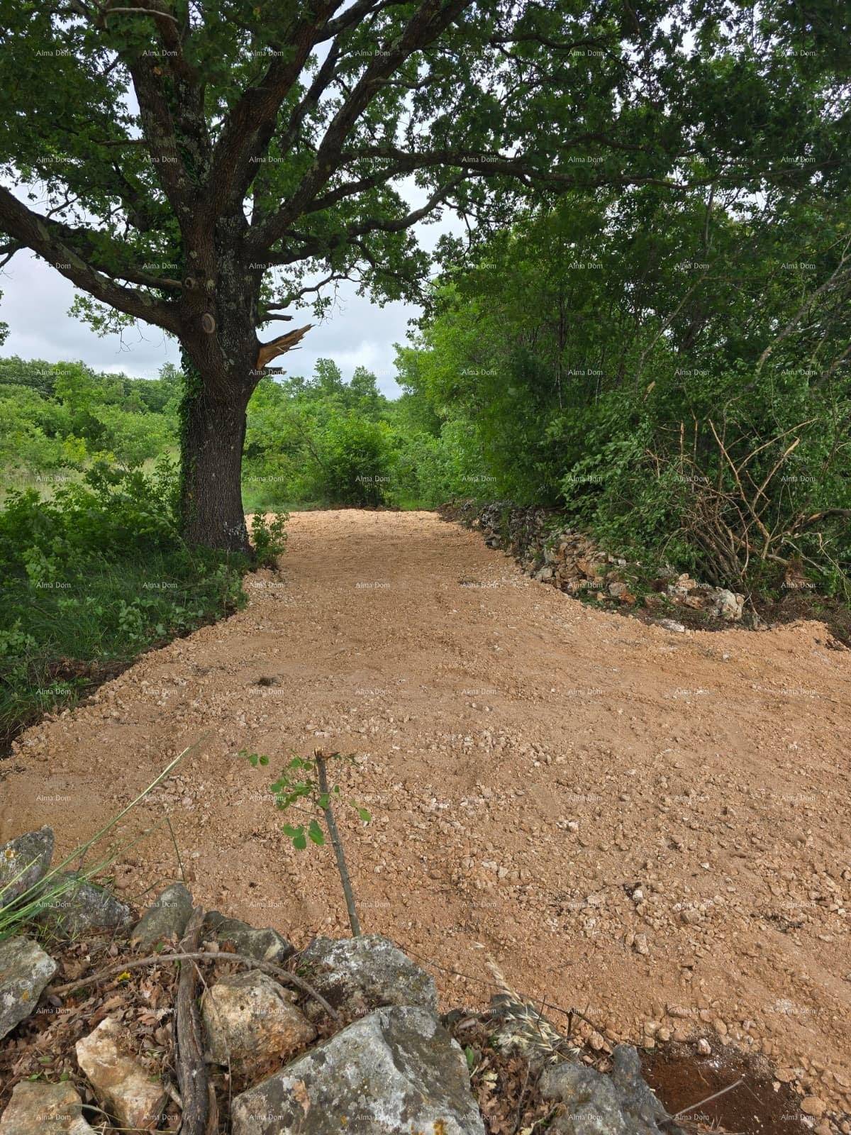 Geschotterter Weg durch ein naturbelassenes Grundstück mit altem Baum und dichter Vegetation.