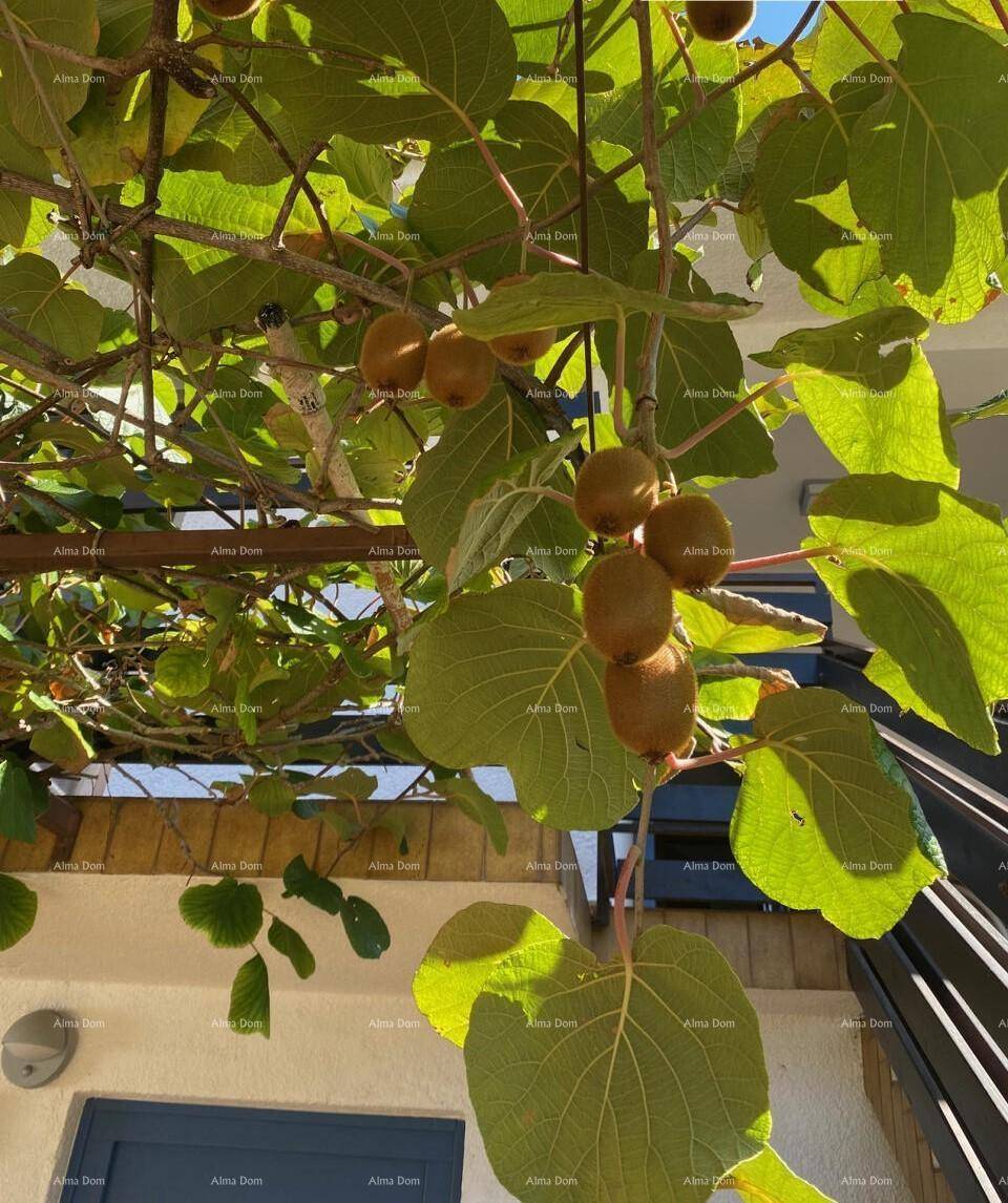 Nahaufnahme von reifen Kiwis an einer Ranke, die vor der Hausfassade wachsen.