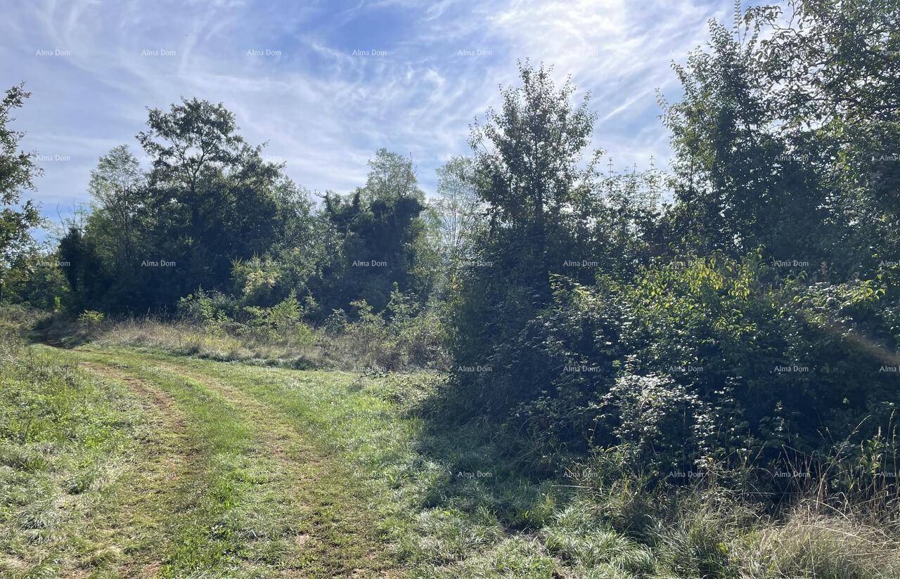 Naturbelassener Weg durch eine grüne, bewachsene Umgebung mit Bäumen und Sträuchern.