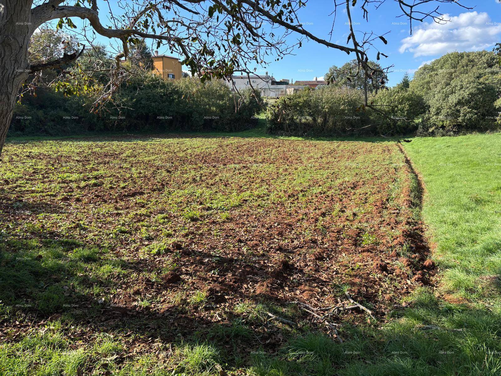 Ackerland und grüne Wiesen unter einem Baum, bereit für die Bepflanzung.