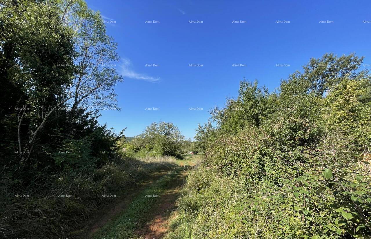 Unbefestigter Weg durch eine üppige, grüne Landschaft mit Bäumen und Sträuchern unter blauem Himmel.