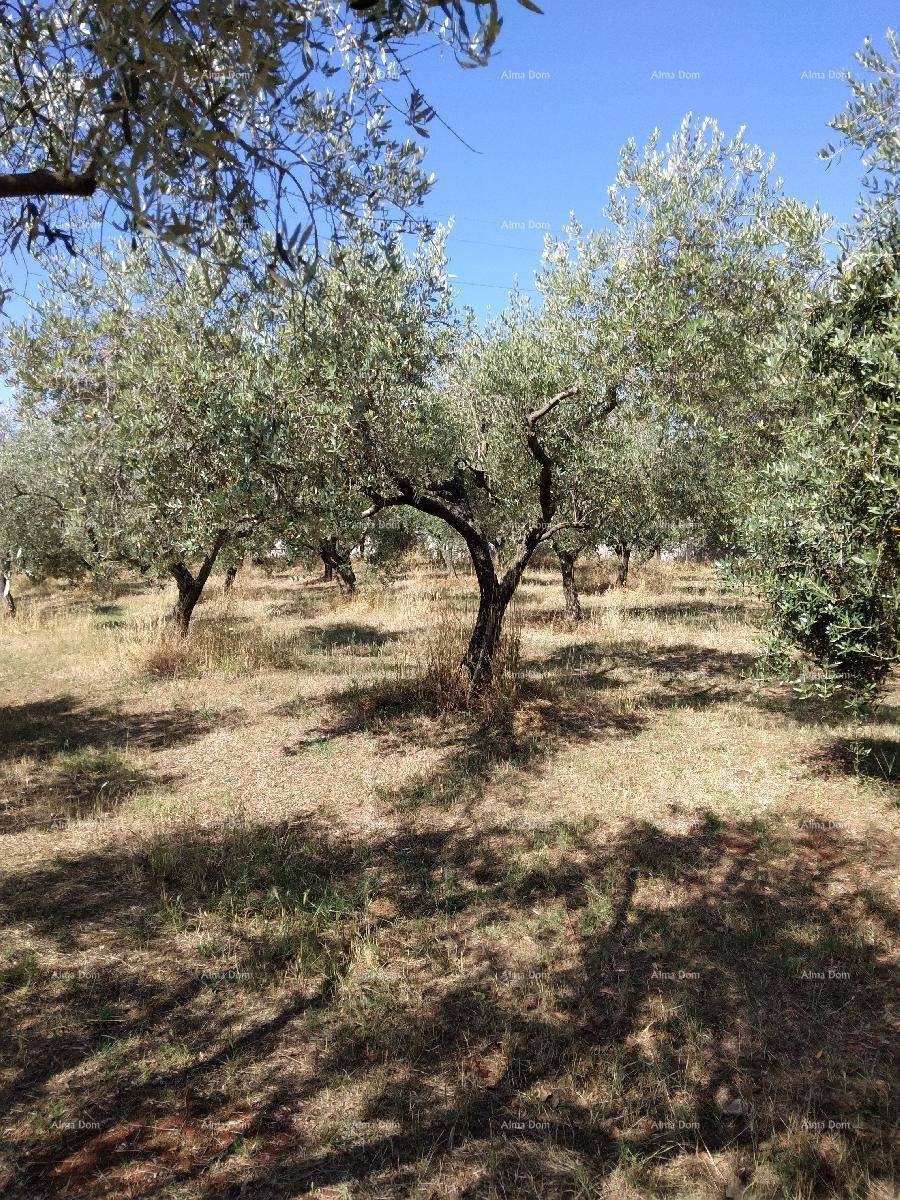 Blick auf einen sonnigen Olivenhain mit alten Bäumen und trockenem Grasboden, typisch für mediterrane Regionen.