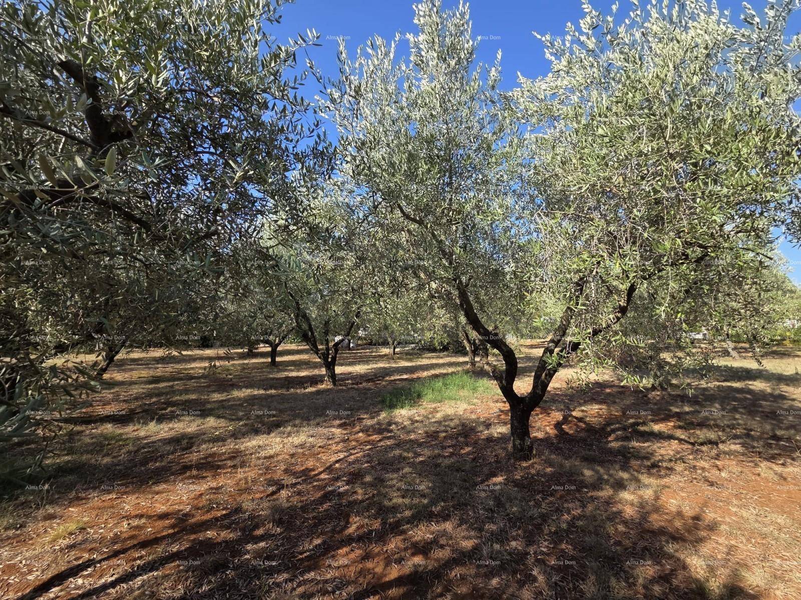 Weitläufiger Olivenhain mit vielen Bäumen und trockenem Boden unter strahlend blauem Himmel.