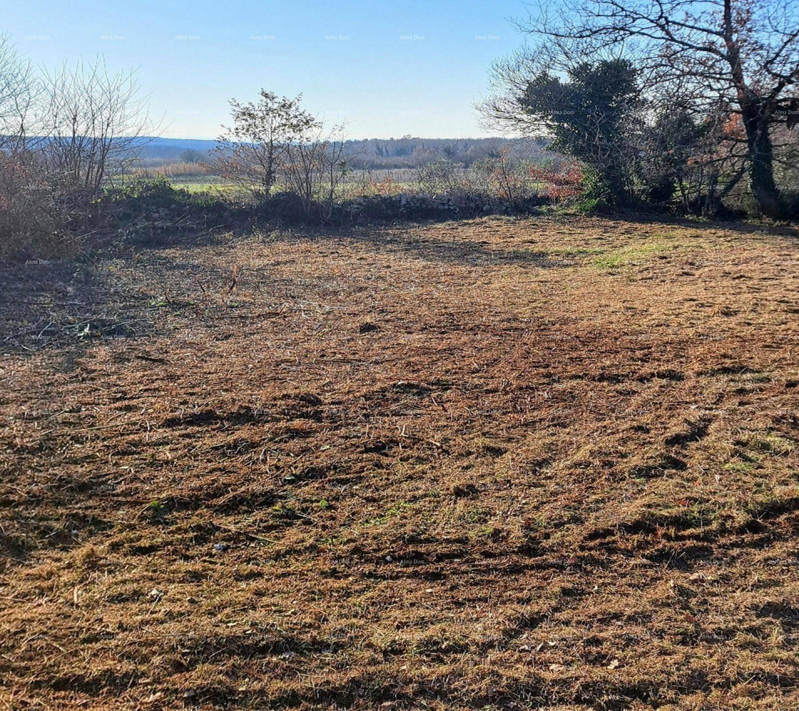 Offenes Feld mit trockener Vegetation und vereinzelten Bäumen unter einem hellen Winterhimmel.