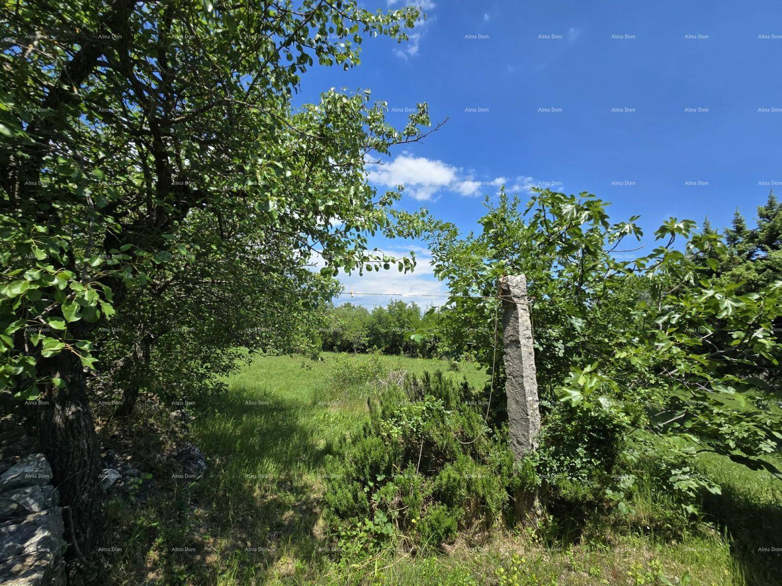 Weitläufiges grünes Feld umgeben von Bäumen unter einem klaren blauen Himmel.