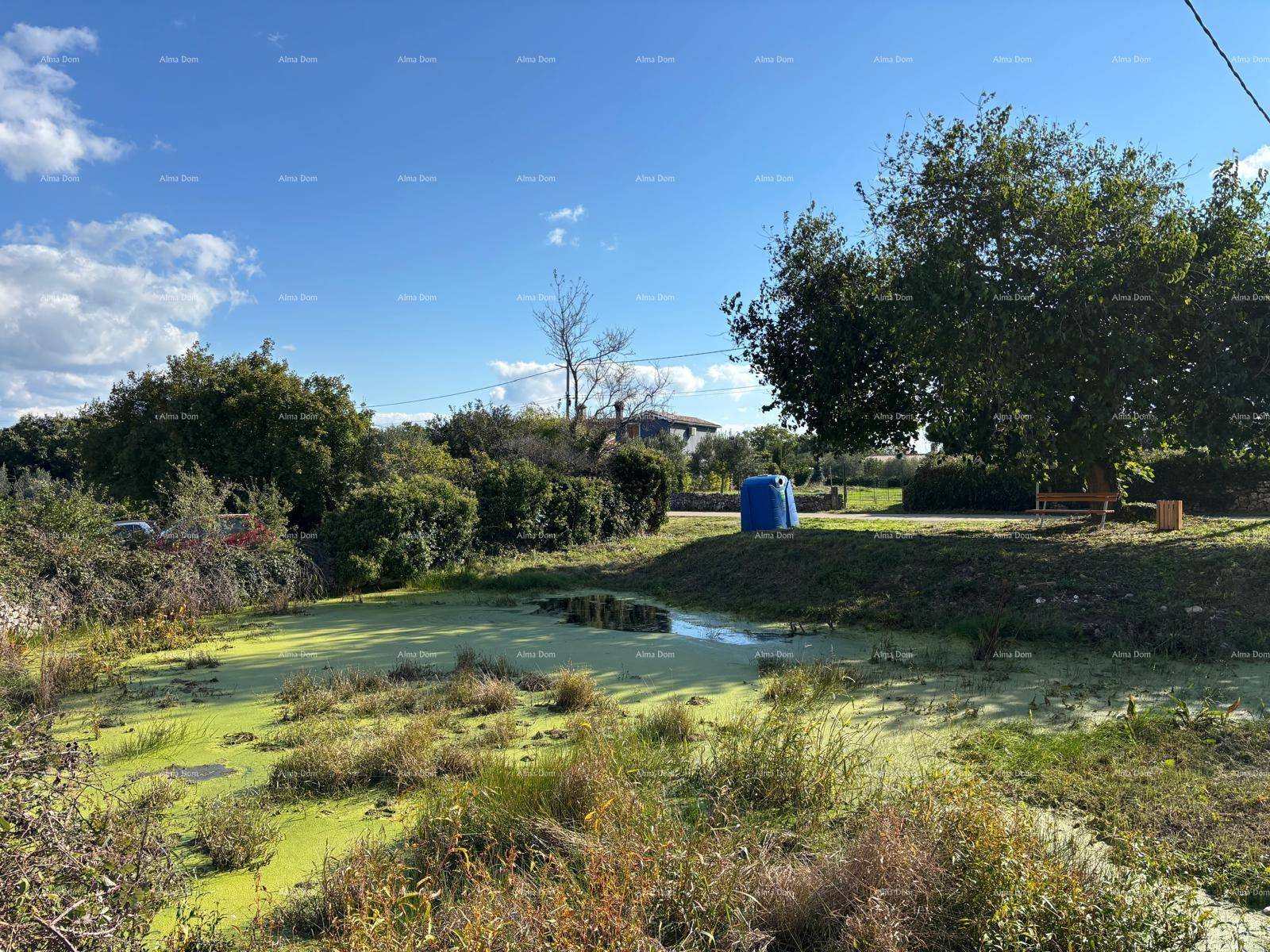 Natürlicher Teich oder Sumpfgebiet mit grünen Algen und umgebender Vegetation unter blauem Himmel.