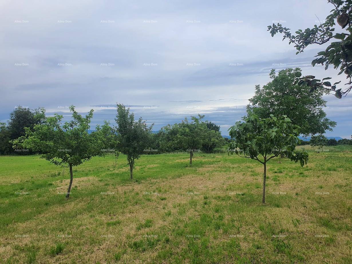 Grüne Wiese mit jungen Obstbäumen unter einem weiten, bewölkten Himmel.