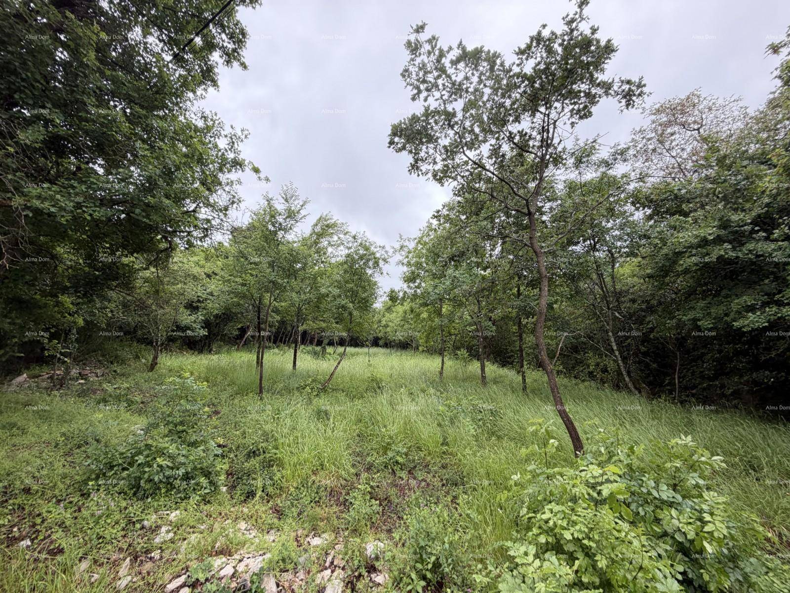 Weitläufiges, grasbewachsenes Grundstück mit jungen Bäumen und dichtem Wald im Hintergrund unter bewölktem Himmel.