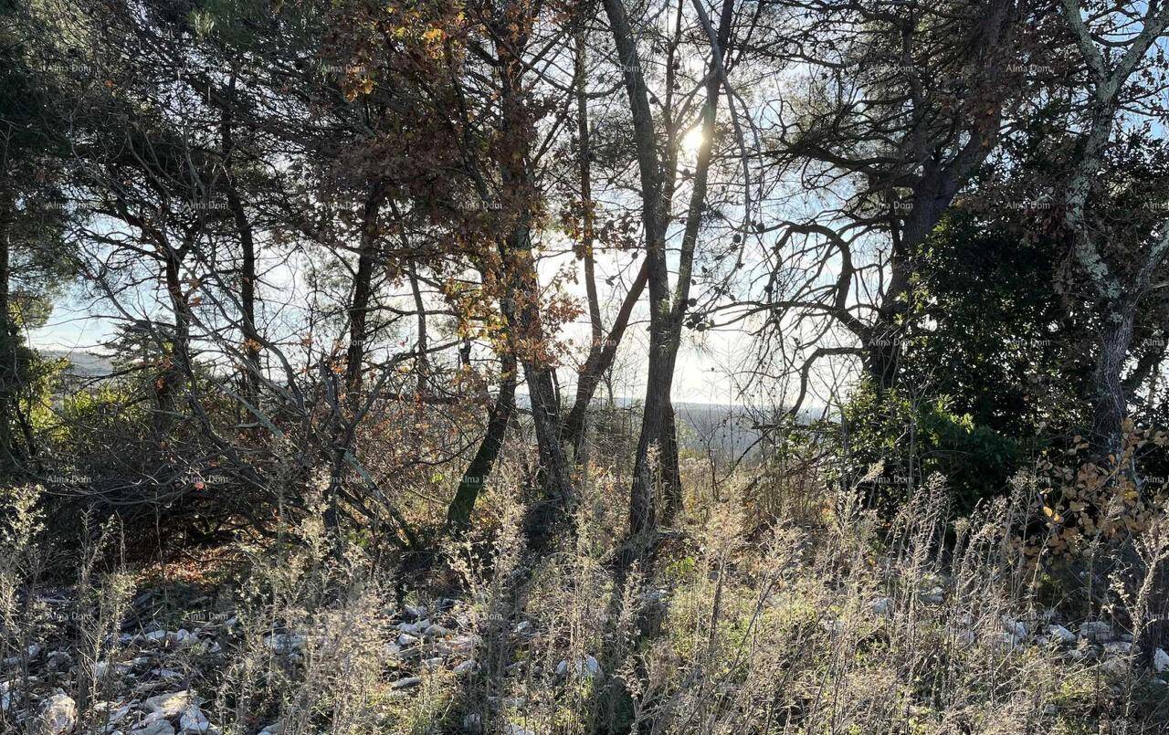 Sonnenlicht fällt durch die Äste der Bäume auf trockenes Gras und Unterholz in einer natürlichen Umgebung.