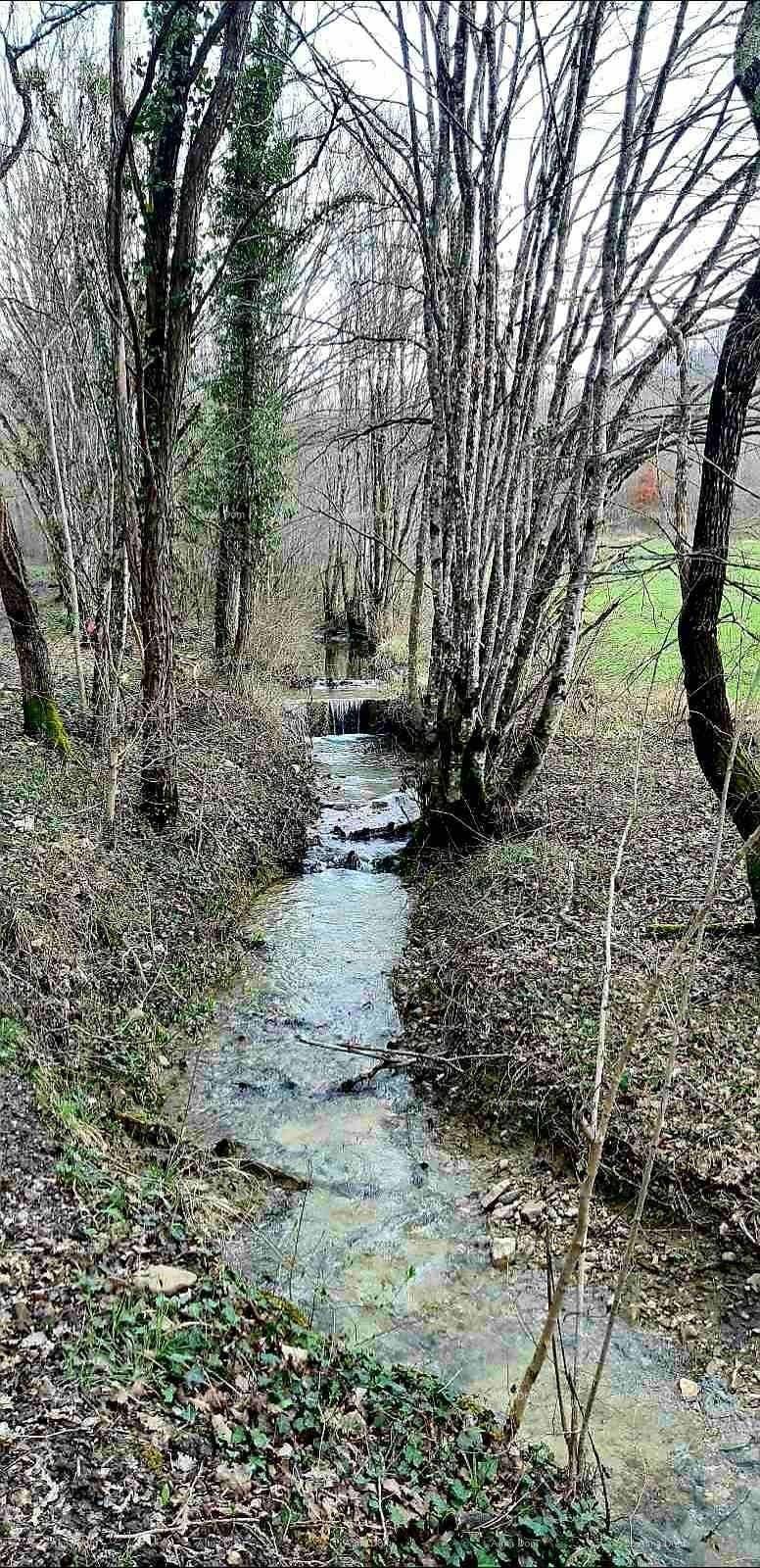 Ein kleiner Bach fließt durch einen bewaldeten Bereich mit kahlen Bäumen und Laub auf dem Boden.