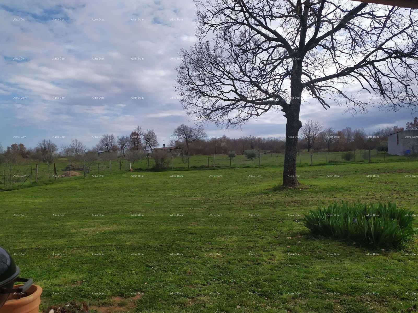 Weitläufige grüne Wiese mit einem großen Baum unter bewölktem Himmel.