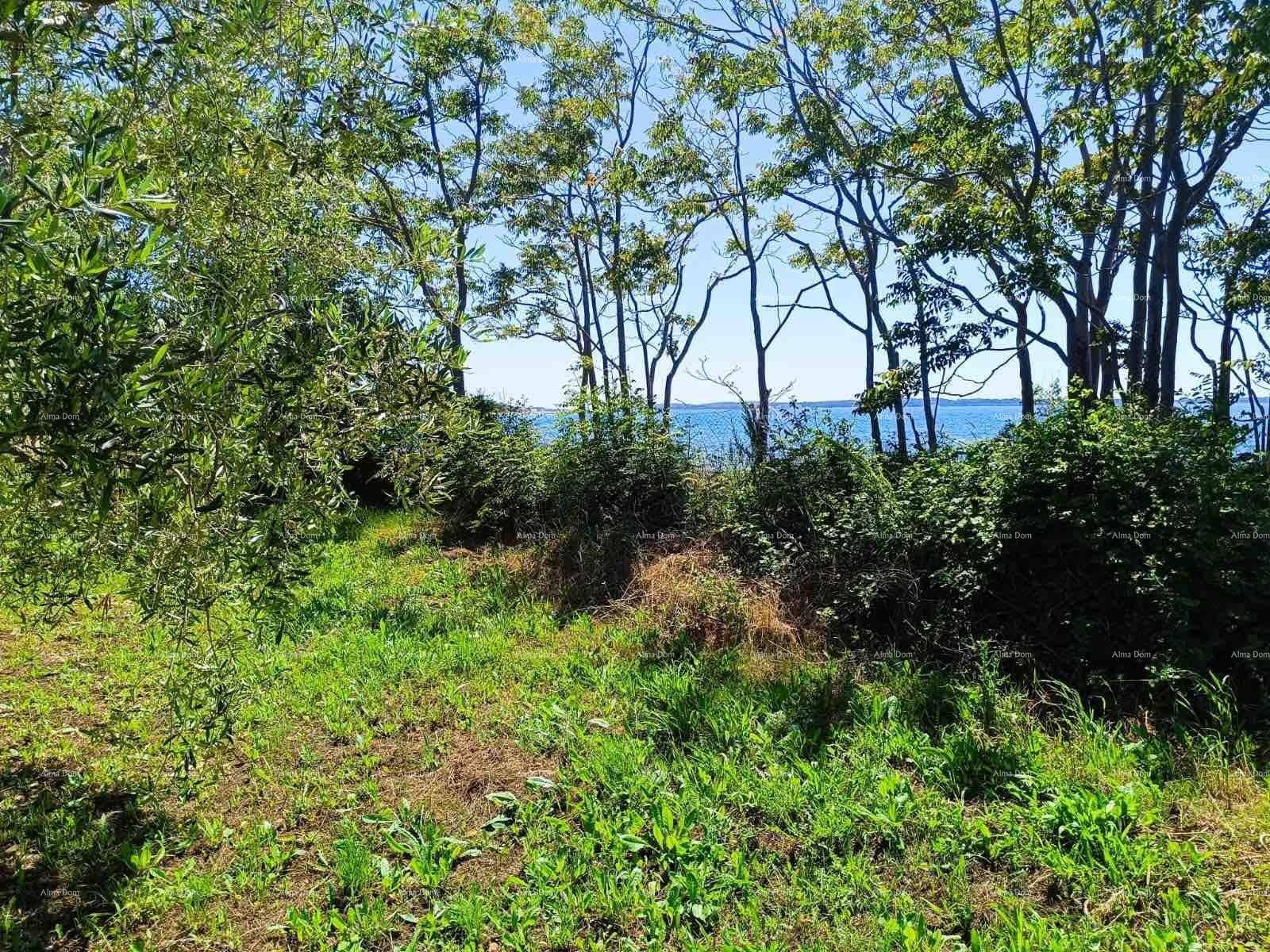 Grüne Wiese mit Bäumen und Sträuchern, die einen Blick auf das Meer im Hintergrund freigibt.