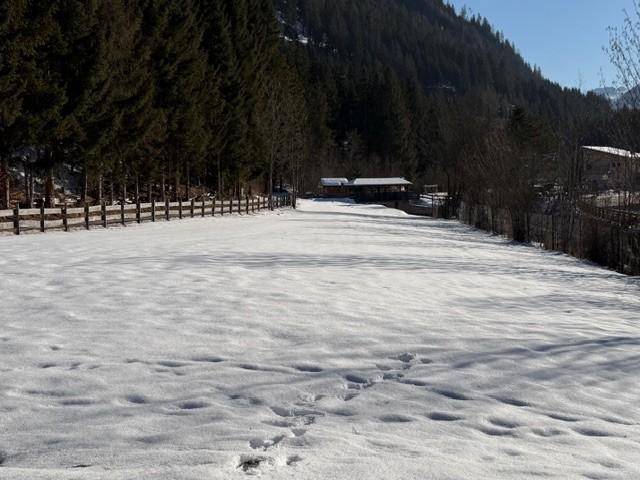 Weites, verschneites Feld mit einem dunklen Wald im Hintergrund unter einem strahlend blauen Himmel.