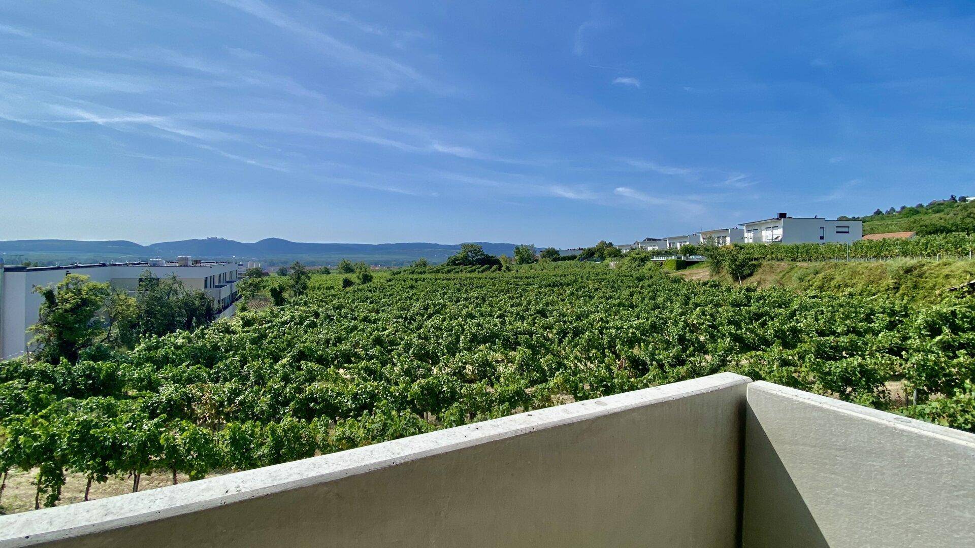 Panoramablick über üppige Weinberge und die weite Landschaft unter blauem Himmel.