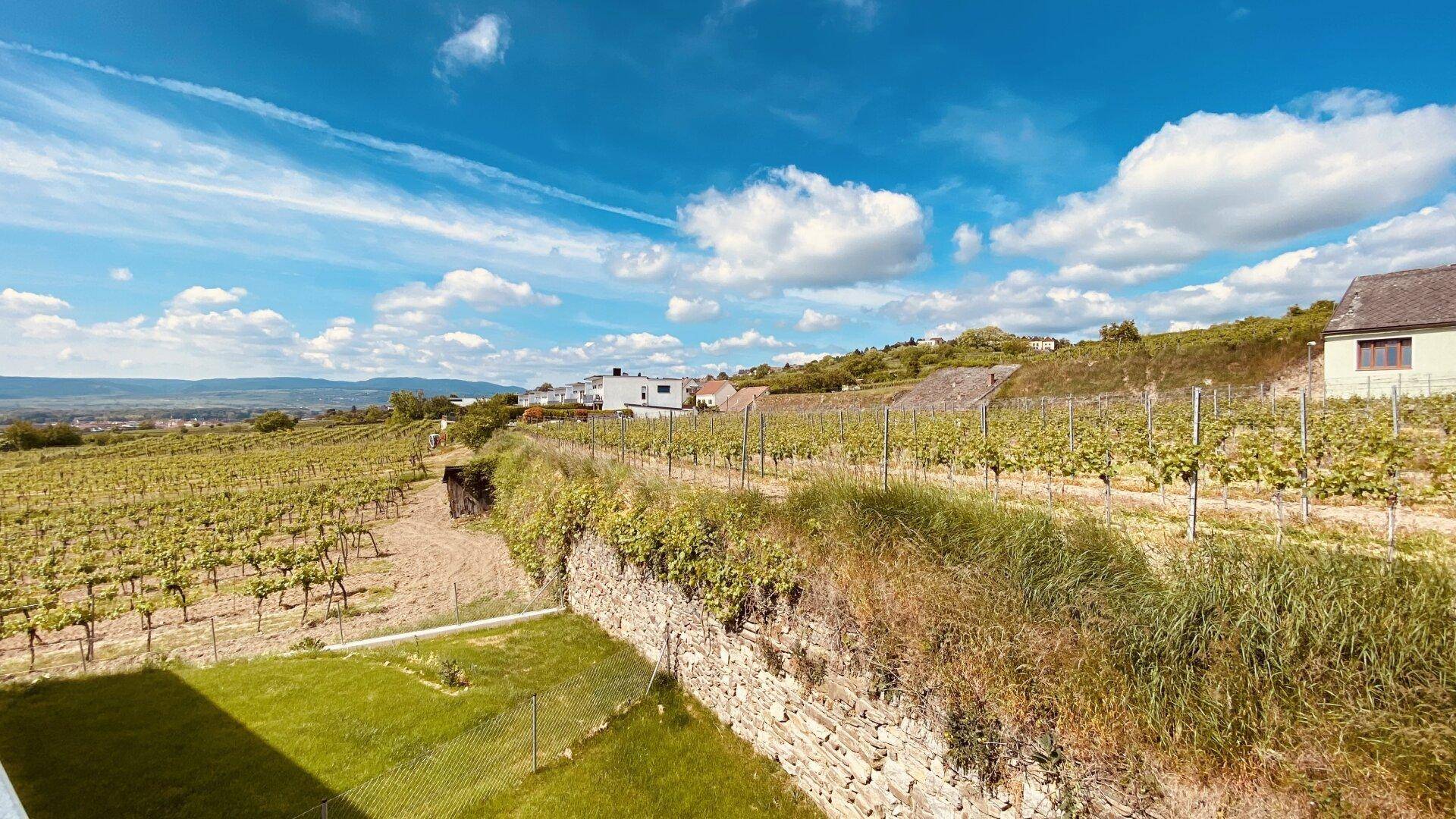 Malerische Landschaft mit weitläufigen Weinbergen und traditionellen Steinmauern unter blauem Himmel.