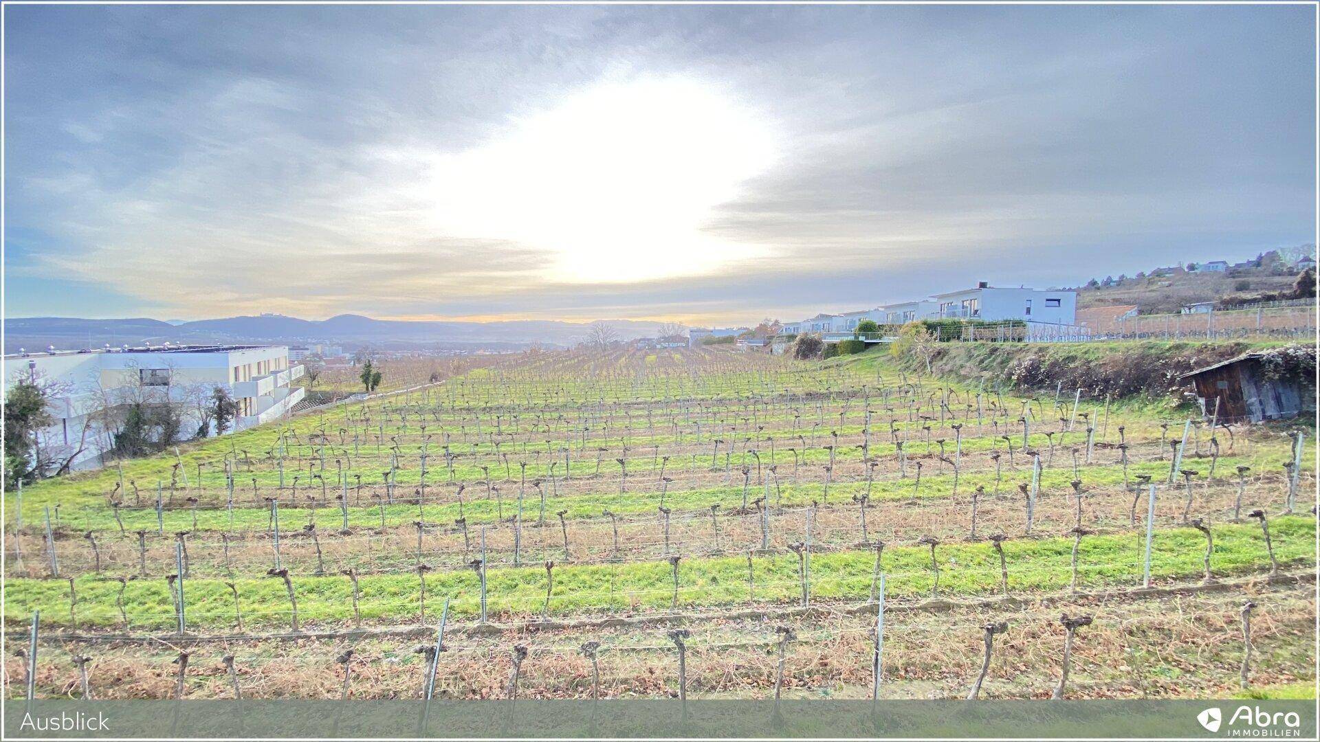 Weitläufiger Ausblick auf grüne Weinberge und entfernte Gebäude unter einem hellen Himmel.