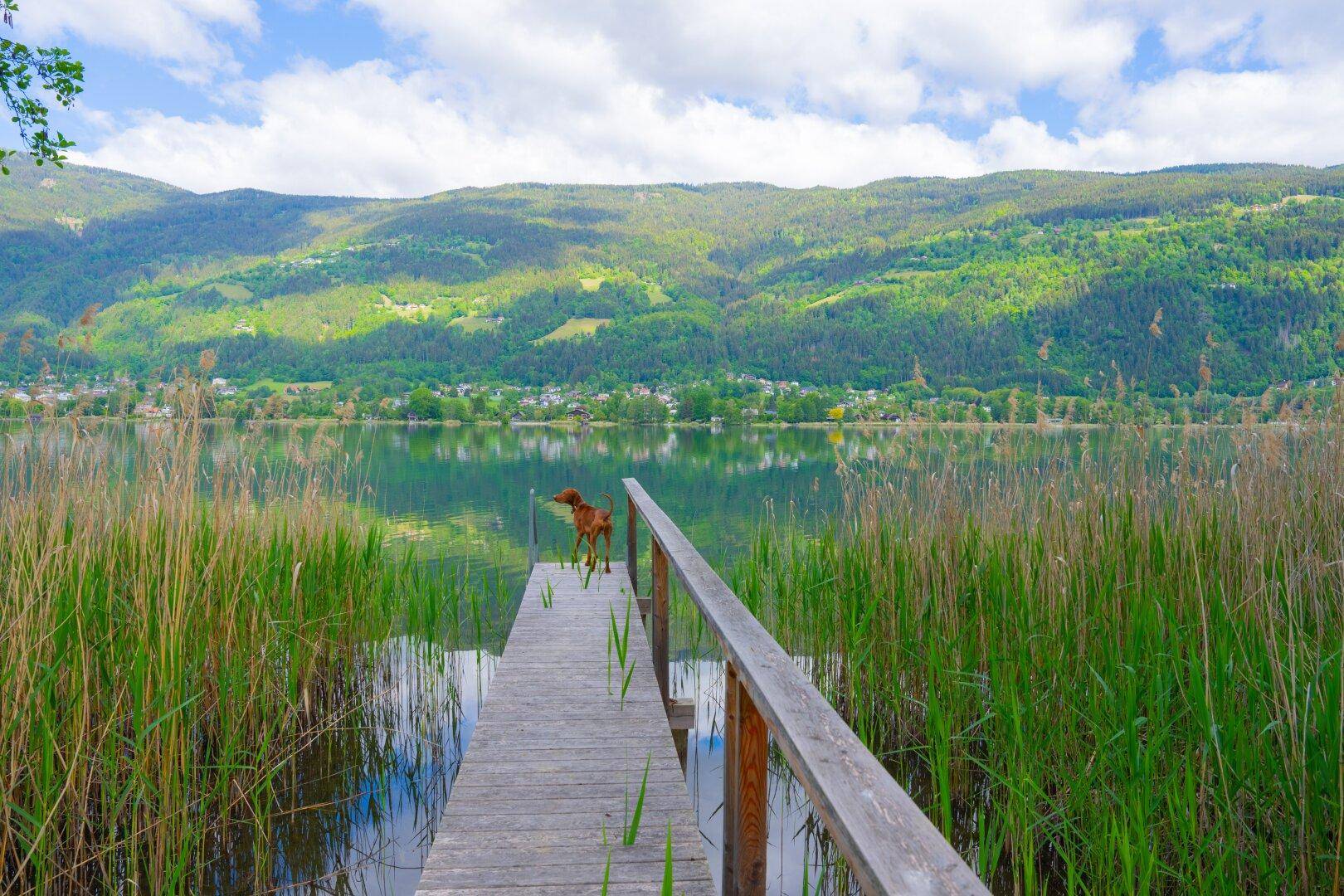 Gigantische SEELIEGENSCHAFT in absoluter Ruhelage am OSSIACHERSEE (Freizeitwohnsitz) - Ansicht 5