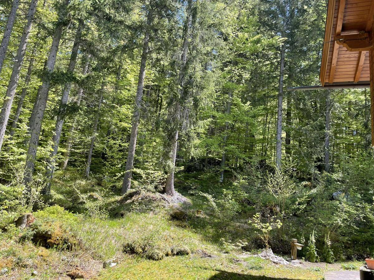 Waldblick