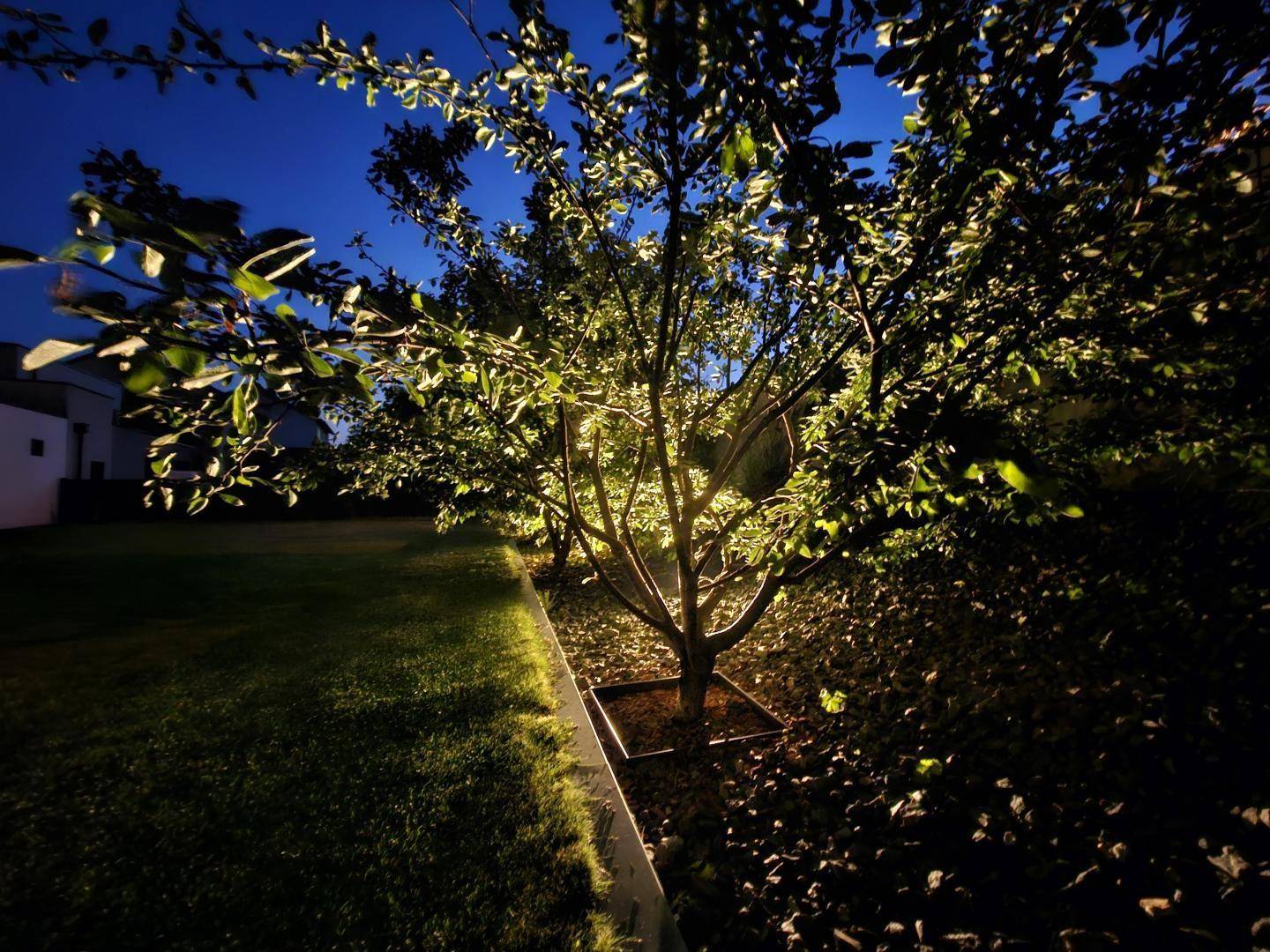 Gartendetail nachts - Baum beleuchtet