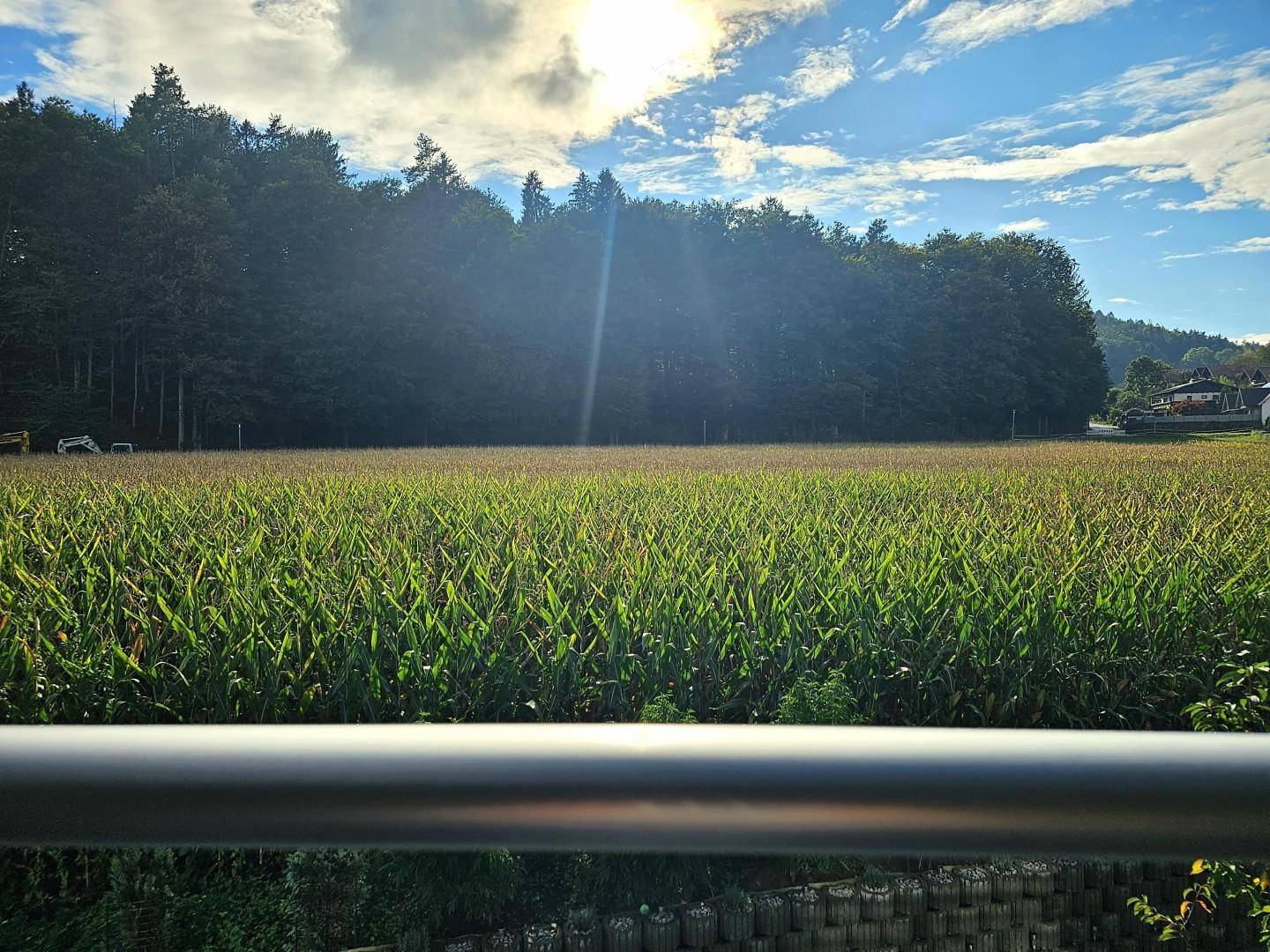 Ausblick ins Grüne