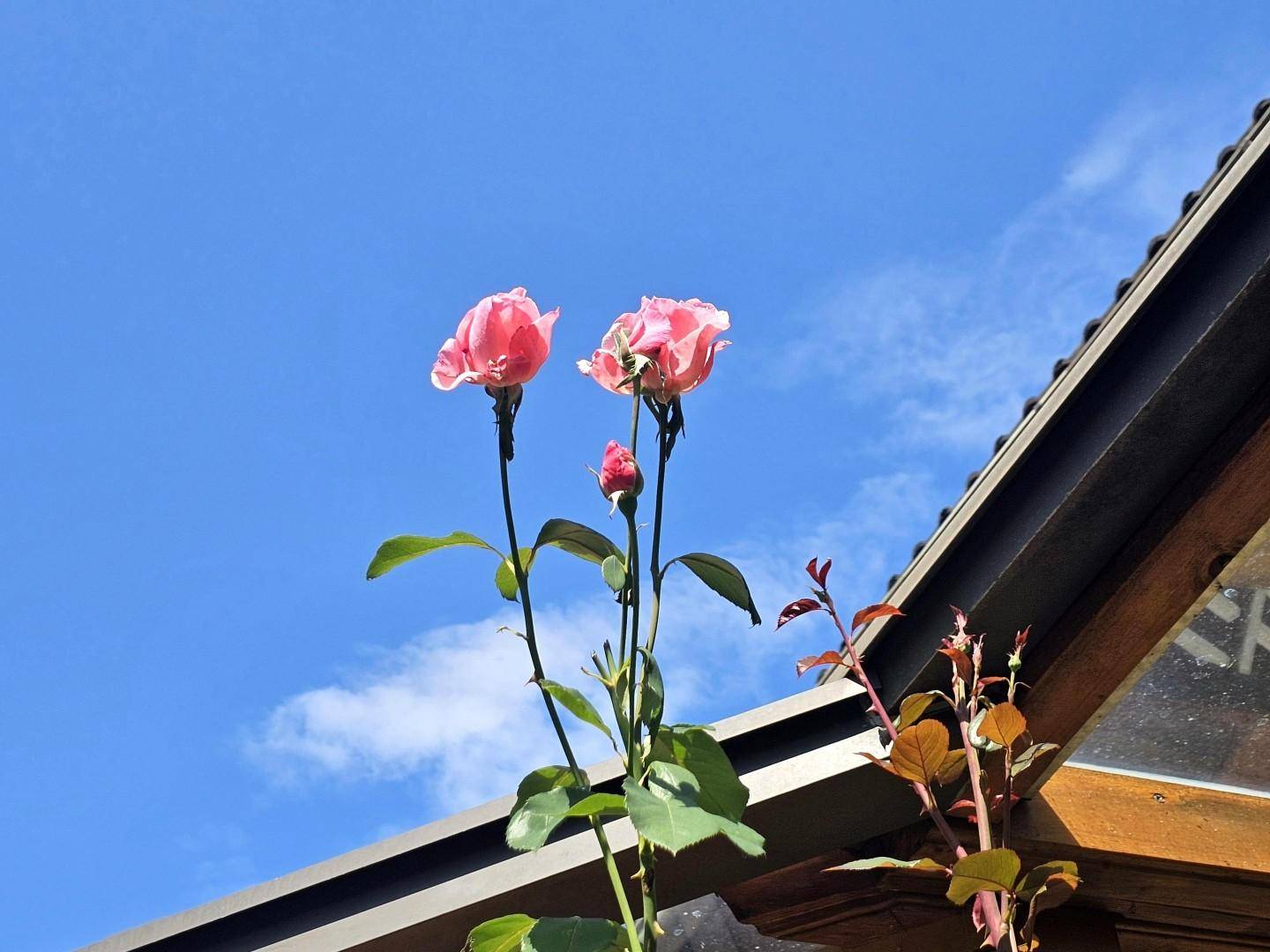 große, alte Rosenstöcke entlang der Terrasse