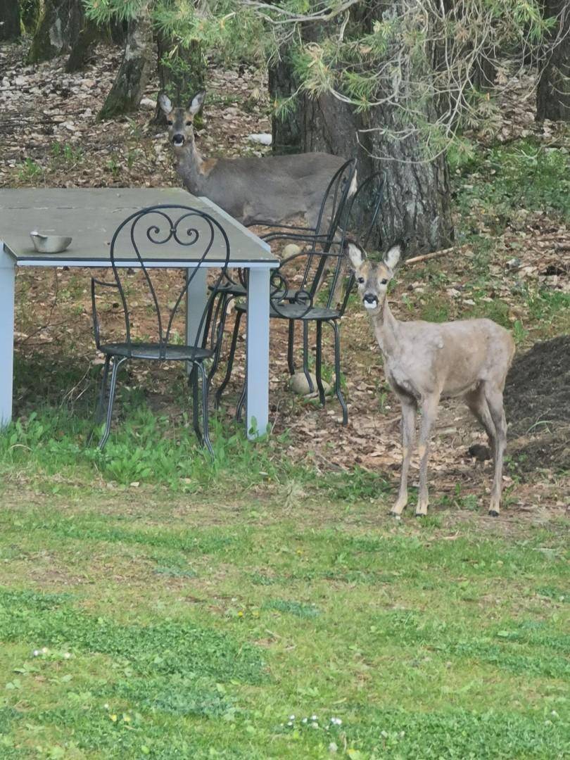 Privataufnahme - Besuch aus dem Wald