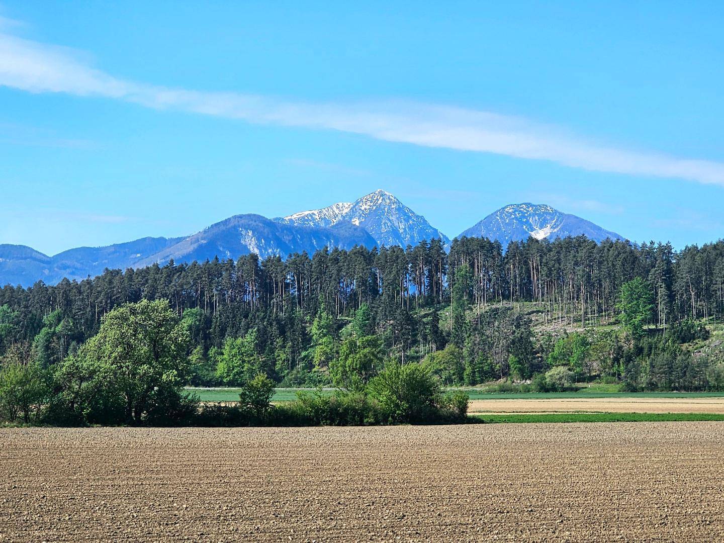 Weitläufiges Feld mit Bäumen und majestätischen schneebedeckten Bergen unter einem klaren blauen Himmel.