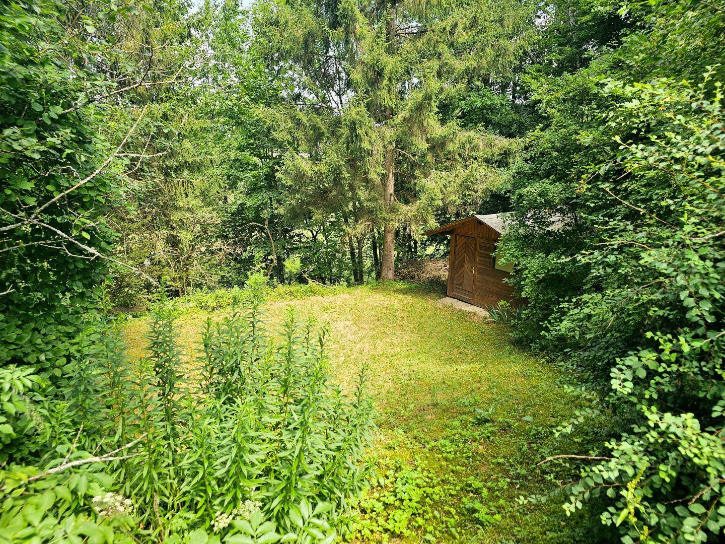 Naturbelassener Gartenbereich mit viel Grün und einem kleinen Holzschuppen im Hintergrund.
