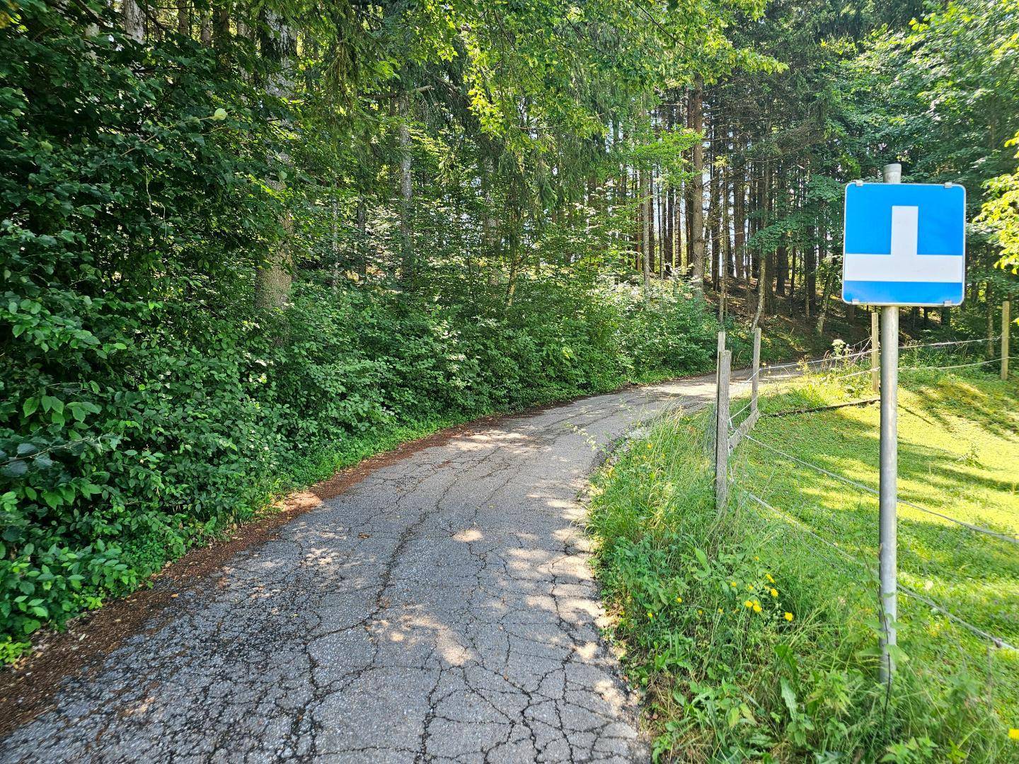 Schmaler, asphaltierter Weg führt durch einen dichten Wald mit üppigem Grün.