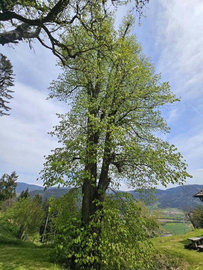 Lindenbaum