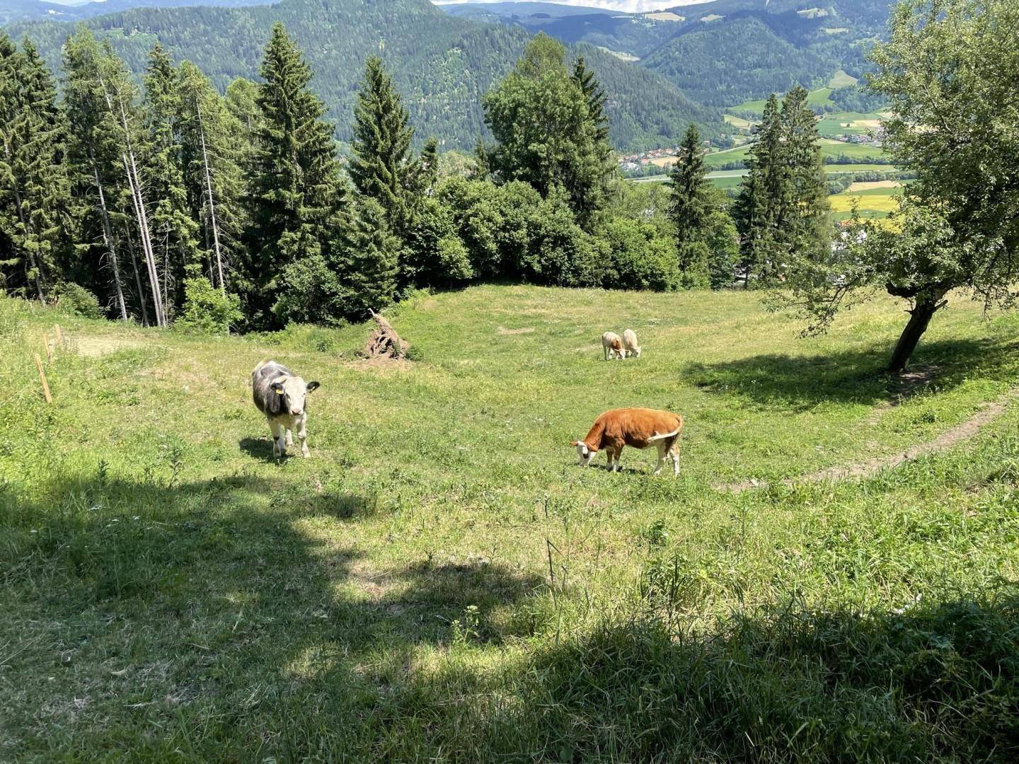 Weideflächen