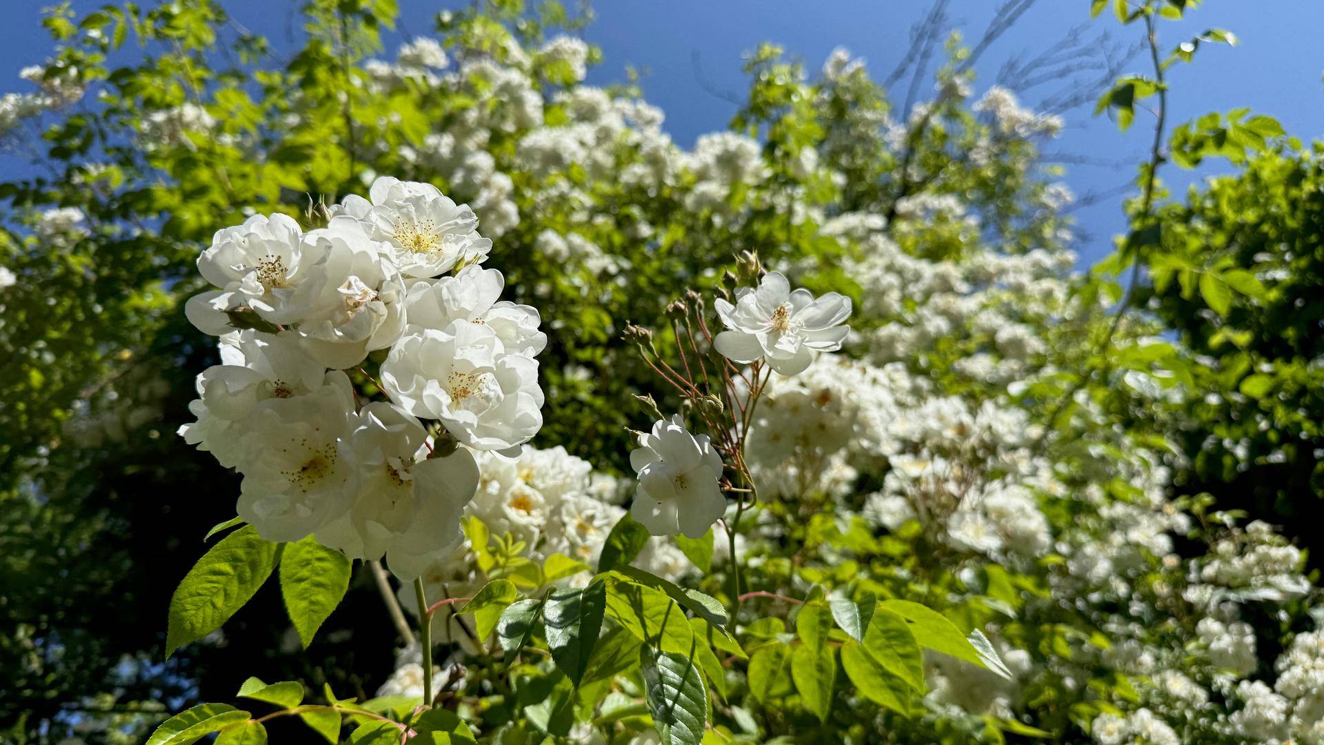 Rosen weiss quer