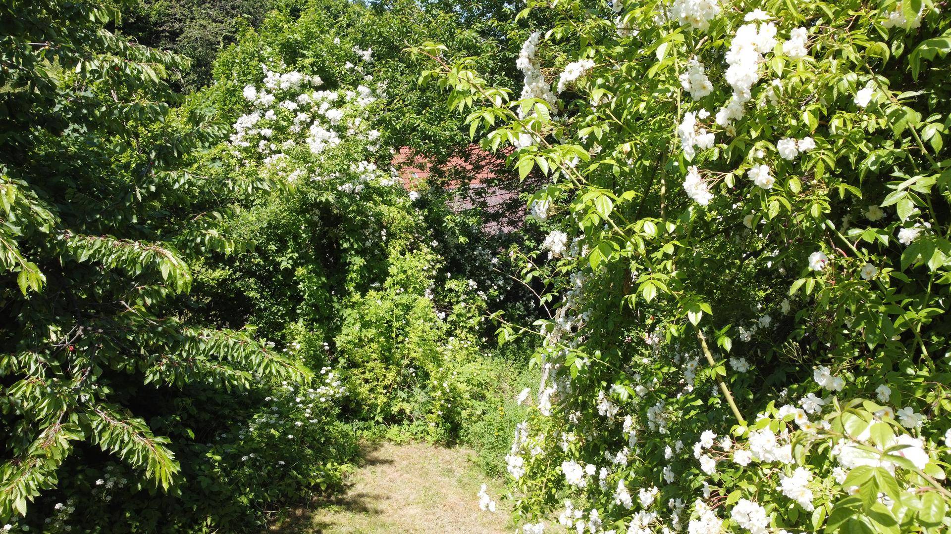 Garten wild