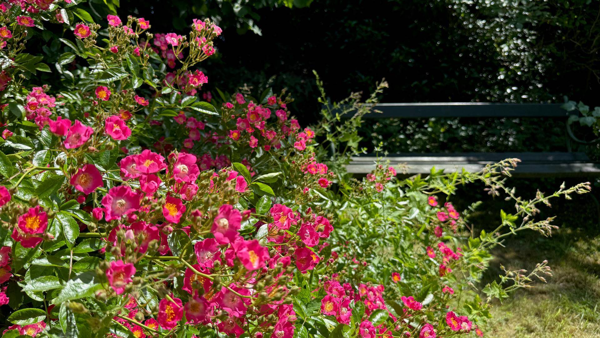 Garten mit Bank