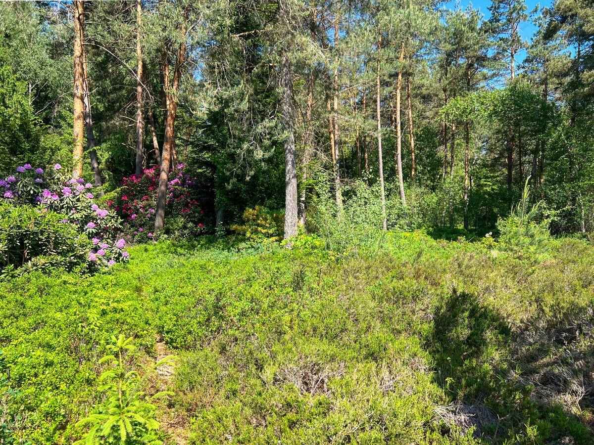 Dichte Waldlandschaft mit üppigem Grün und blühenden Sträuchern unter blauem Himmel.