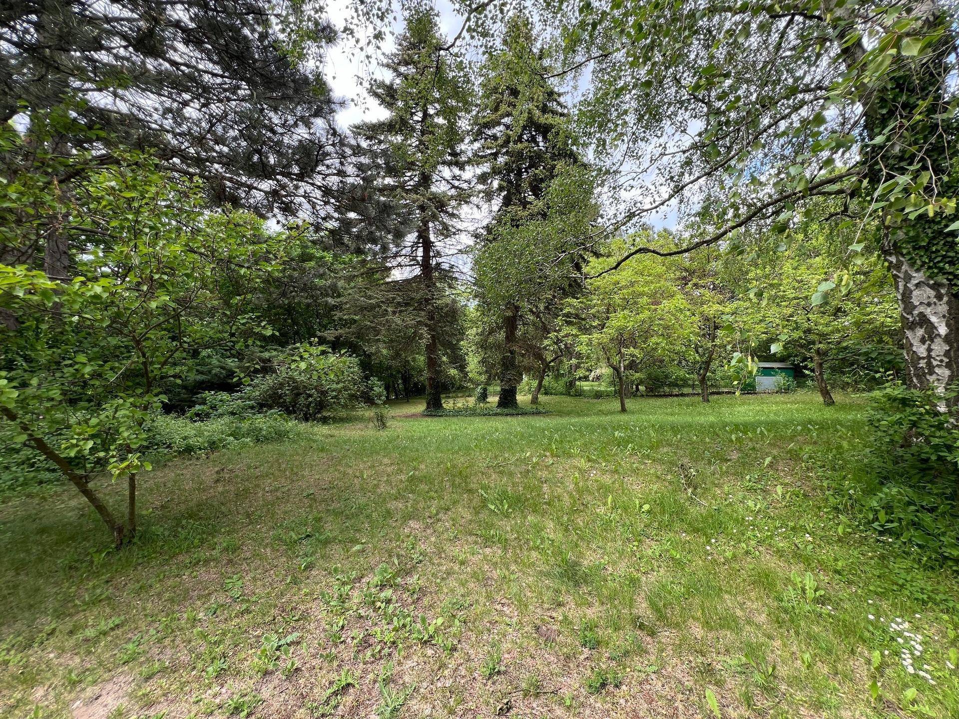 Naturbelassener Gartenbereich mit hohen Bäumen, Rasen und dichter Vegetation.