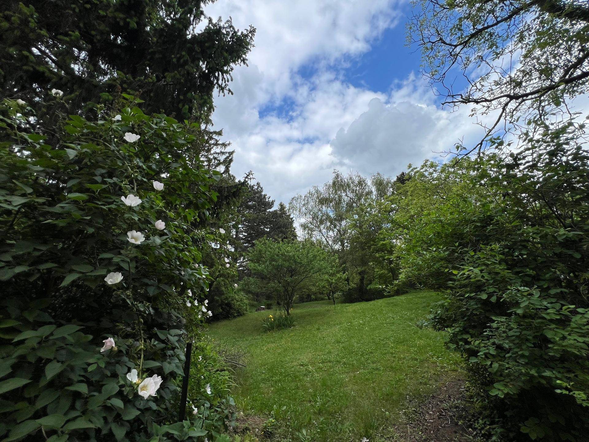 Malerischer Gartenweg umgeben von blühenden Sträuchern und hohen Bäumen unter blauem Himmel.