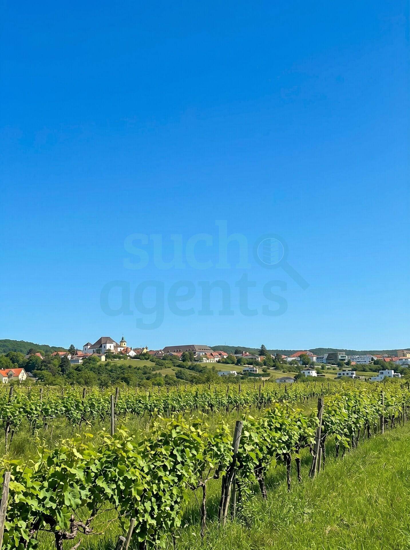 Sonniger Blick über weitläufige Weinreben auf ein malerisches Dorf am Horizont unter blauem Himmel.